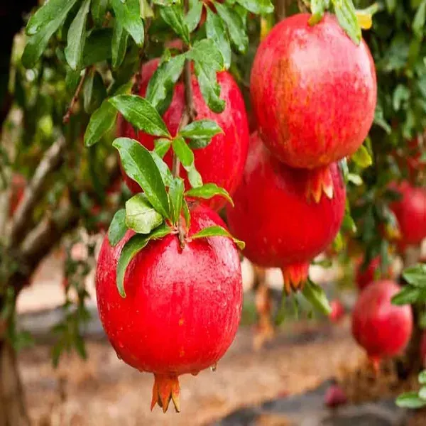 Mexican_Gaint_All_Time_Pomegranate_Fruit_Plant