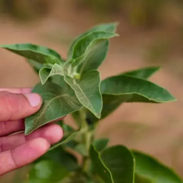 Ashwagandha_Medicinal_Live_Plant