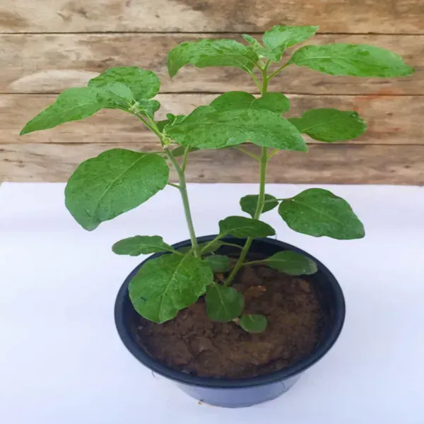 Ashwagandha_Medicinal_Live_Plant