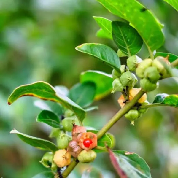 Ashwagandha_Medicinal_Live_Plant