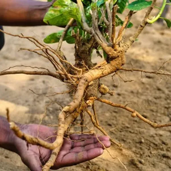 Ashwagandha_Medicinal_Live_Plant