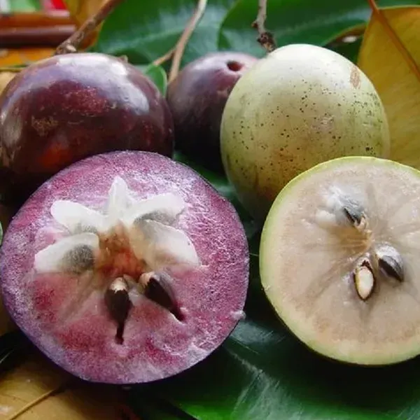 Milk_Fruit_Star_Apple_Grafted_Hybrid_Fruit_Plant