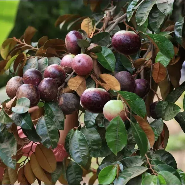 Milk_Fruit_Star_Apple_Grafted_Hybrid_Fruit_Plant