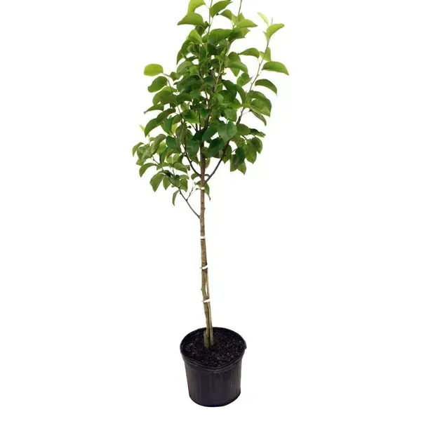 Milk_Fruit_Star_Apple_Grafted_Hybrid_Fruit_Plant