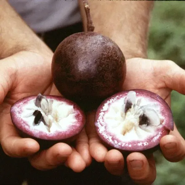 Milk_Fruit_Star_Apple_Grafted_Hybrid_Fruit_Plant