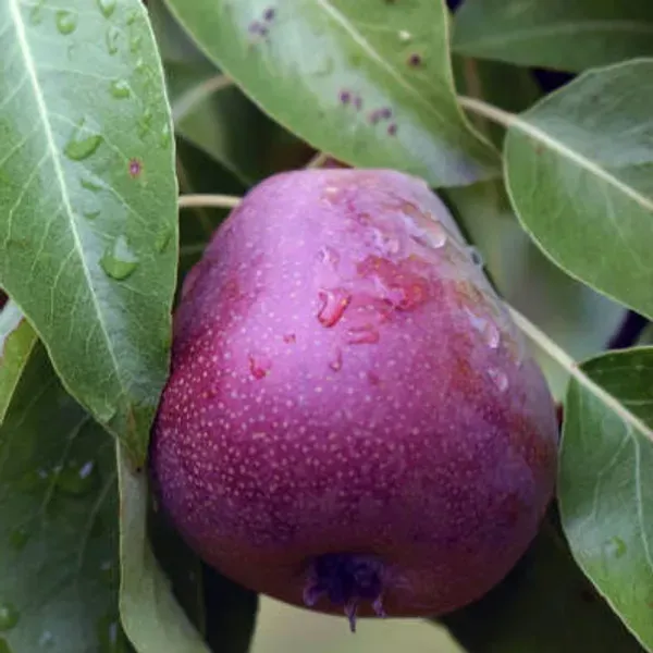 Milk_Fruit_Star_Apple_Grafted_Hybrid_Fruit_Plant