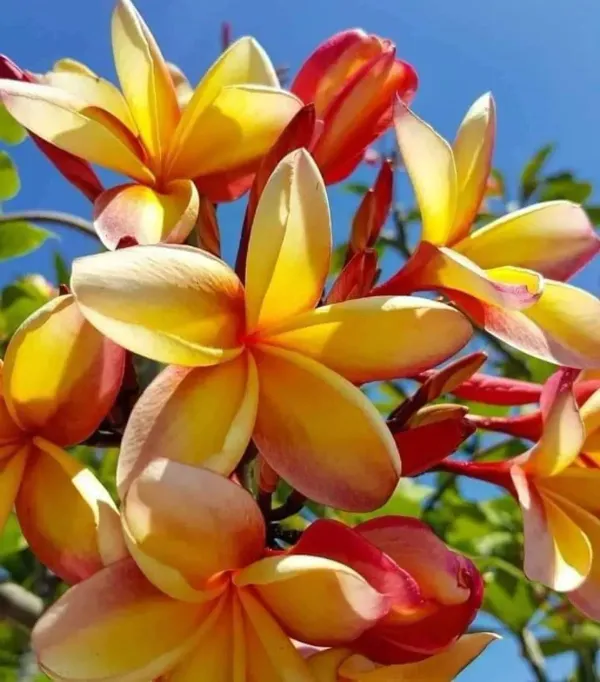 Dwarf_Variety_Pulmeria_Flower_Plant