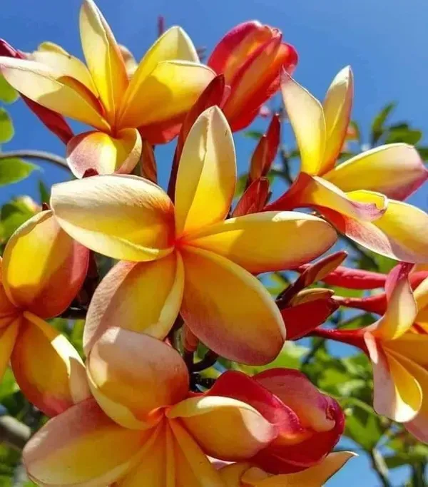 Dwarf_Variety_Pulmeria_Flower_Plant