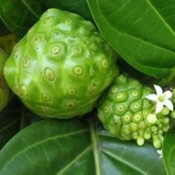 Noni_Fruit_Plant_For_Home_Garden