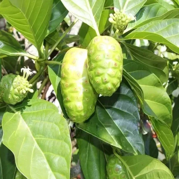 Noni_Fruit_Plant_For_Home_Garden