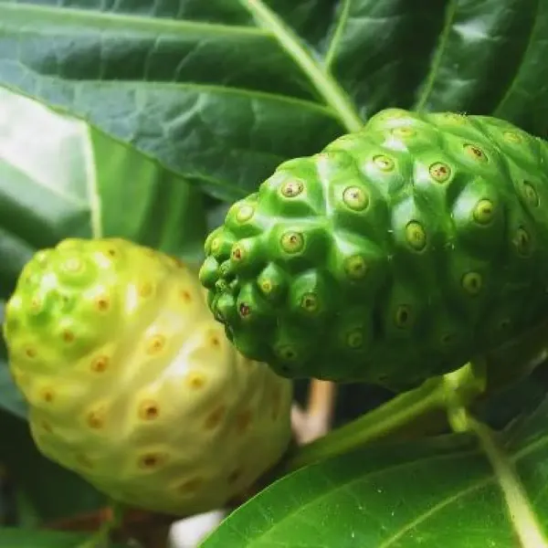 Noni_Fruit_Plant_For_Home_Garden