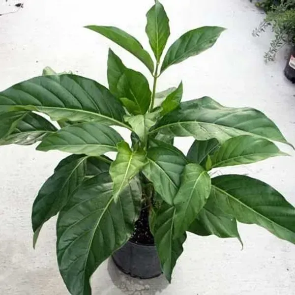 Noni_Fruit_Plant_For_Home_Garden
