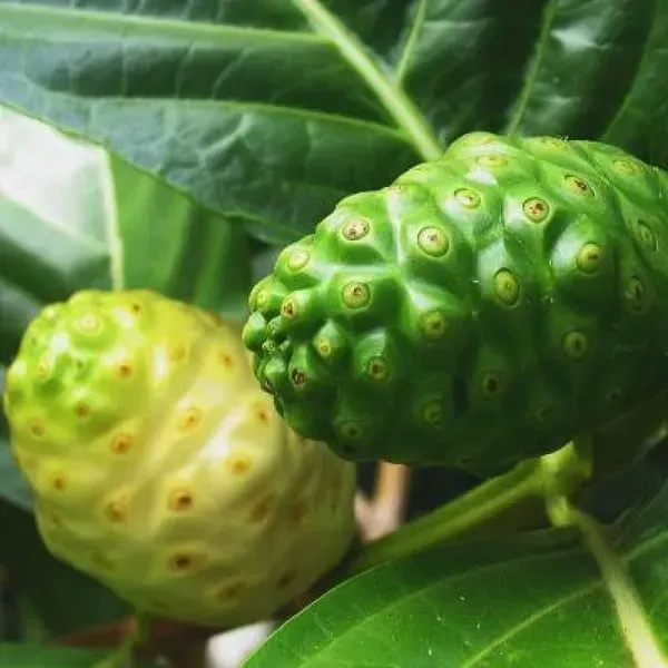 Noni_Fruit_Plant_For_Home_Garden