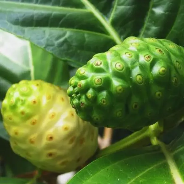 Noni_Fruit_Plant_For_Home_Garden