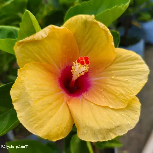 Rosa_Sinensis_Hibiscus_Flower_Plants_Yellow