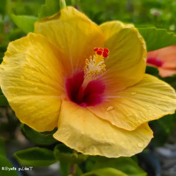 Rosa_Sinensis_Hibiscus_Flower_Plants_Yellow