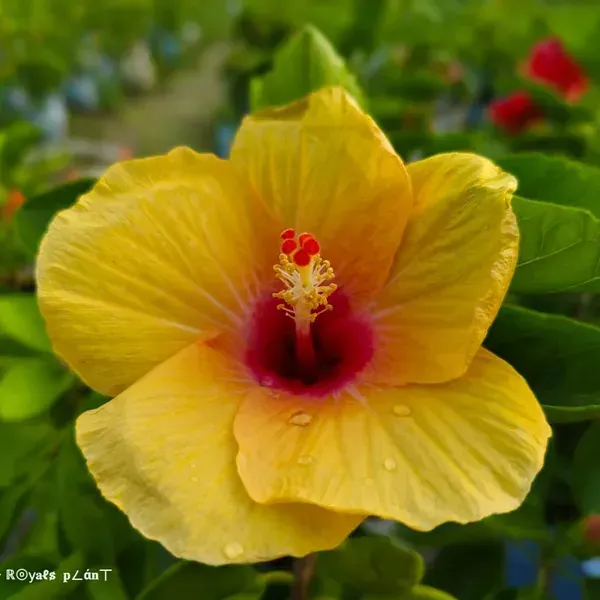 Rosa_Sinensis_Hibiscus_Flower_Plants_Yellow