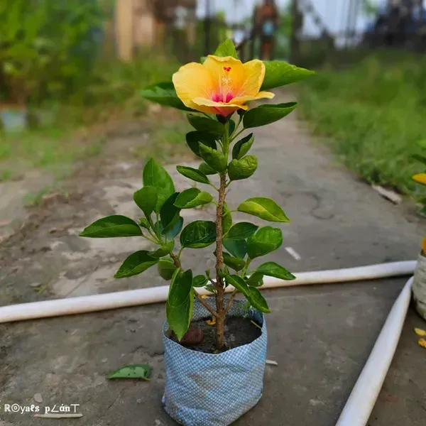 Rosa_Sinensis_Hibiscus_Flower_Plants_Yellow