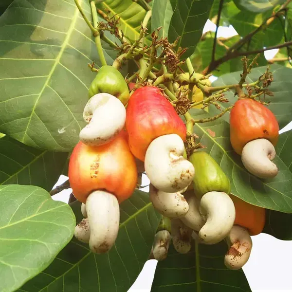 Thai_Variety_Cashew_Plants_For_Home_Garden