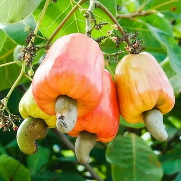 Thai_Variety_Cashew_Plants_For_Home_Garden
