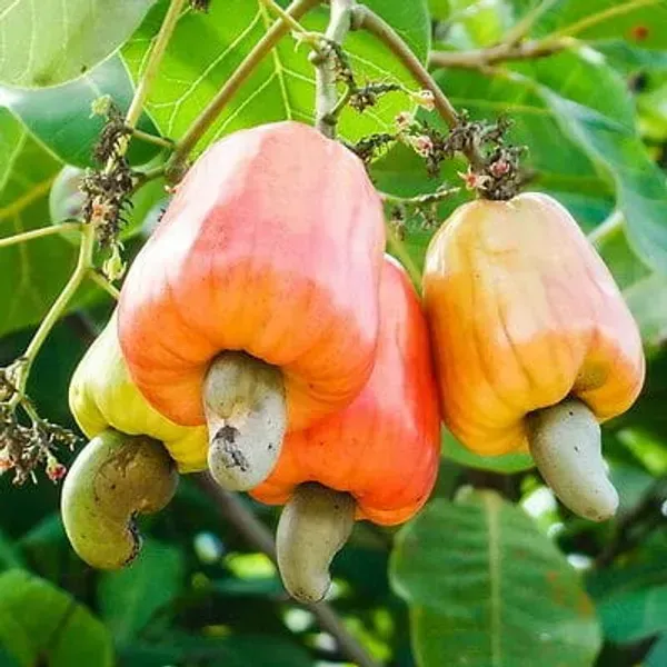 Thai_Variety_Cashew_Plants_For_Home_Garden