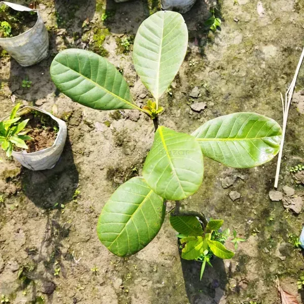 Thai_Variety_Cashew_Plants_For_Home_Garden