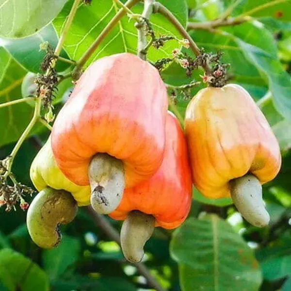 Thai_Variety_Cashew_Plants_For_Home_Garden