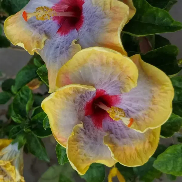 Australian_Variety_Grafted_Hibiscus_Flower_Plant