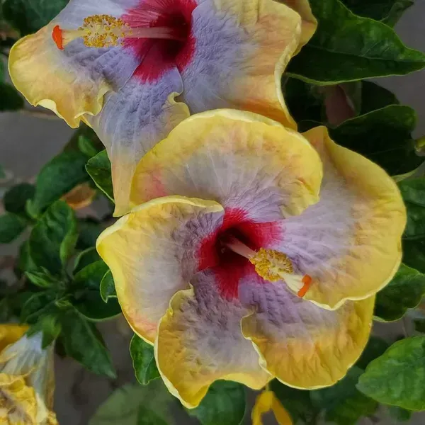 Australian_Variety_Grafted_Hibiscus_Flower_Plant