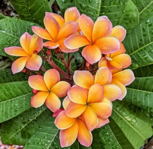 Dwarf_Variety_Pulmeria_Flower_Plant
