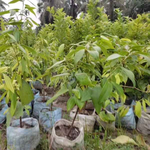 Bay_Leaf_Plant_For_Home_Garden