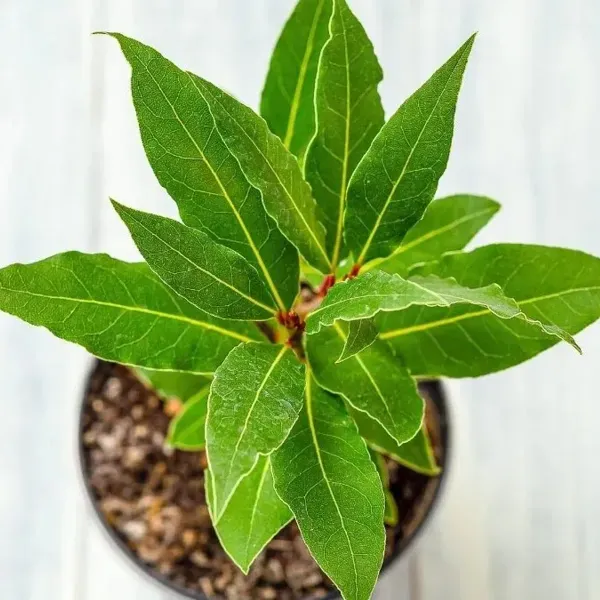 Bay_Leaf_Plant_For_Home_Garden