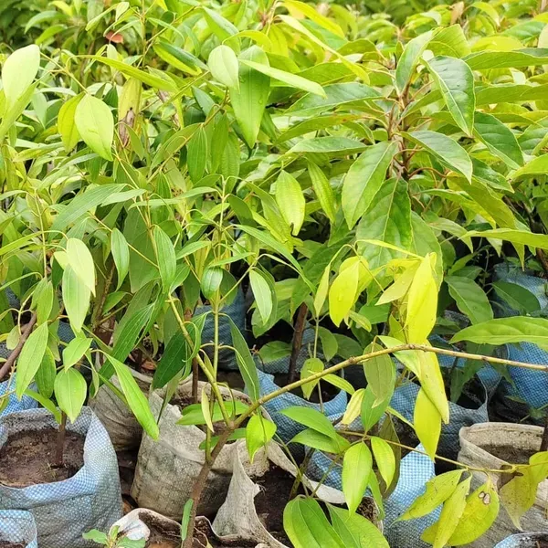 Bay_Leaf_Plant_For_Home_Garden