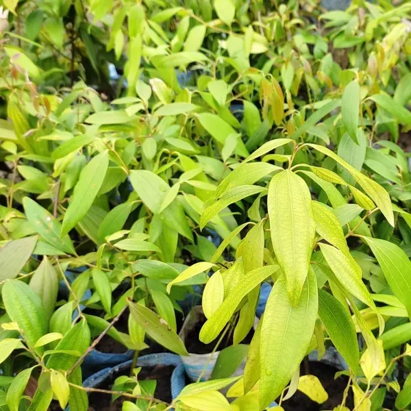 Bay_Leaf_Plant_For_Home_Garden