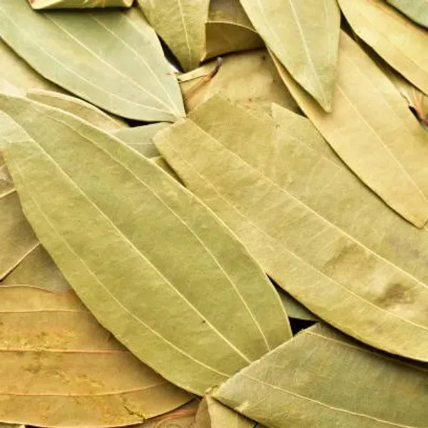 Bay_Leaf_Plant_For_Home_Garden