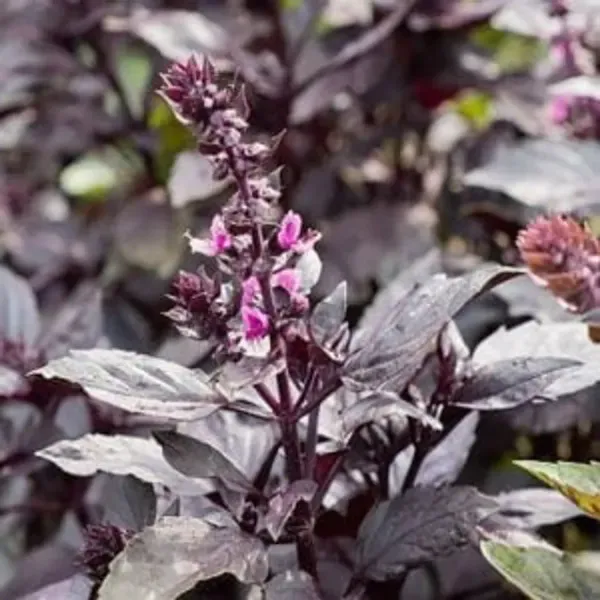 Krishna_Tulshi_Plant_For_Home_Garden