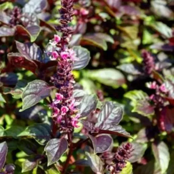 Krishna_Tulshi_Plant_For_Home_Garden