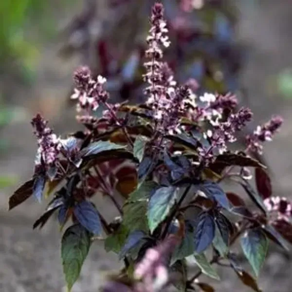 Krishna_Tulshi_Plant_For_Home_Garden