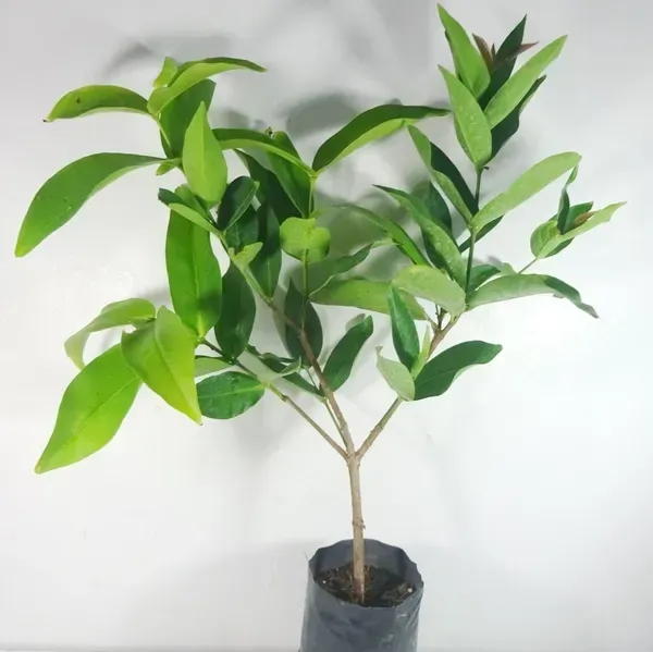 Thai_Variety_Green_Water_Apple_Fruit_Plant