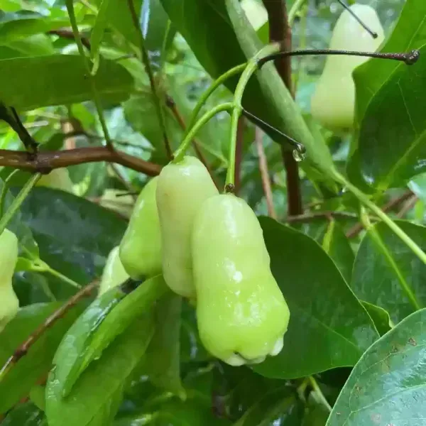 Thai_Variety_Green_Water_Apple_Fruit_Plant