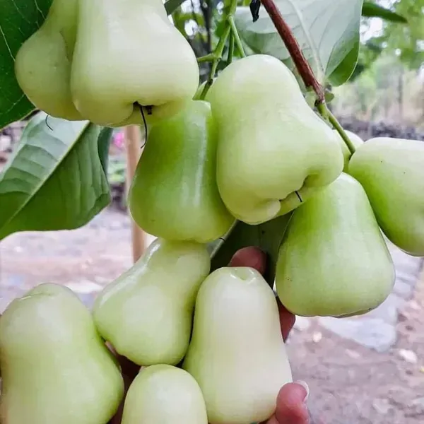 Thai_Variety_Green_Water_Apple_Fruit_Plant