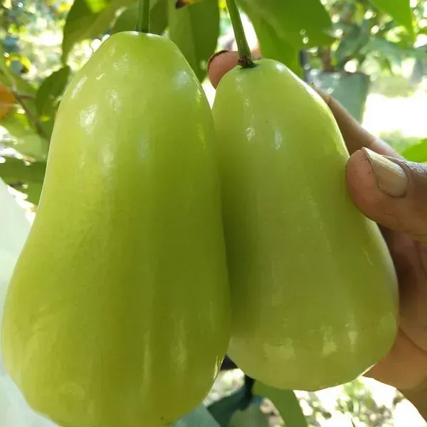 Thai_Variety_Green_Water_Apple_Fruit_Plant