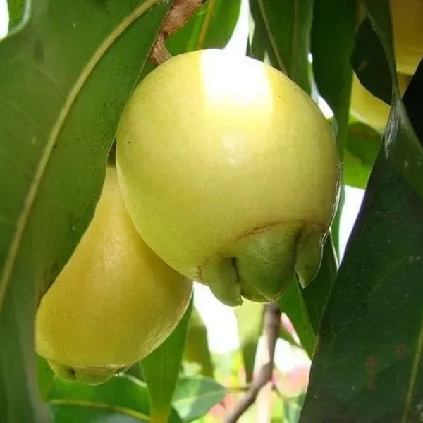Golap_Jamun_Grafted_Hybrid_Fruit_Plant