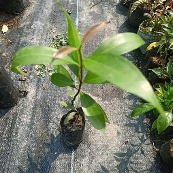 Golap_Jamun_Grafted_Hybrid_Fruit_Plant