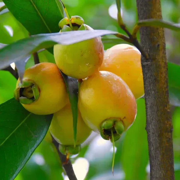 Golap_Jamun_Grafted_Hybrid_Fruit_Plant