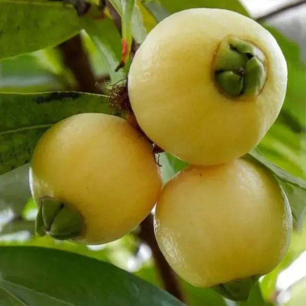 Golap_Jamun_Grafted_Hybrid_Fruit_Plant