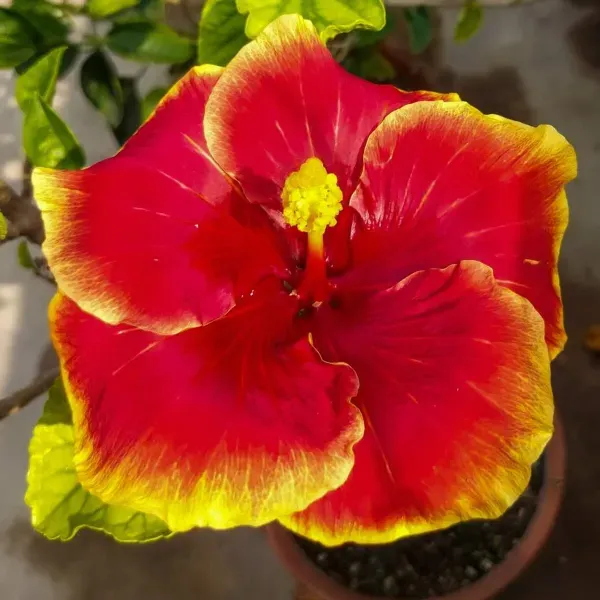 American_Variety_Hibiscus_Flower_Plant