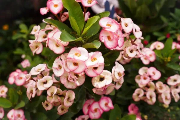 Euphorbia_Mili_Pink_White_For_Home_Garden