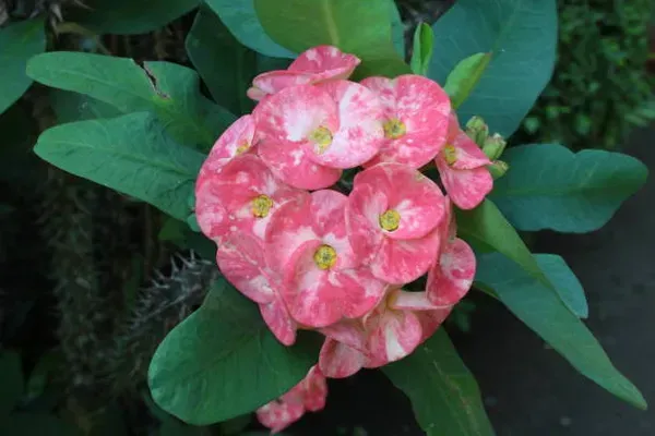 Euphorbia_Mili_Pink_White_For_Home_Garden