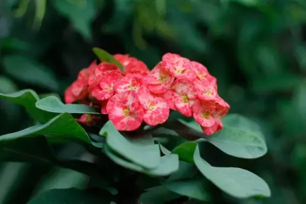 Euphorbia_Mili_Pink_White_For_Home_Garden